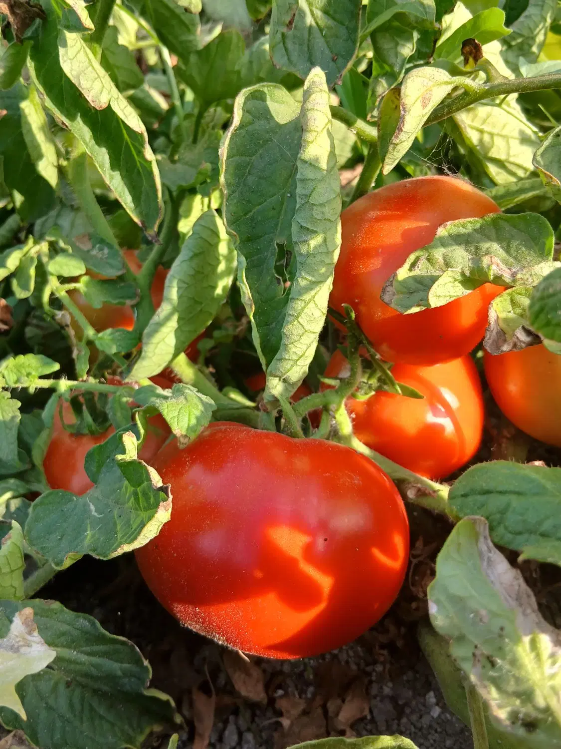 گوجه|خوردنی و آشامیدنی|ارومیه, |دیوار