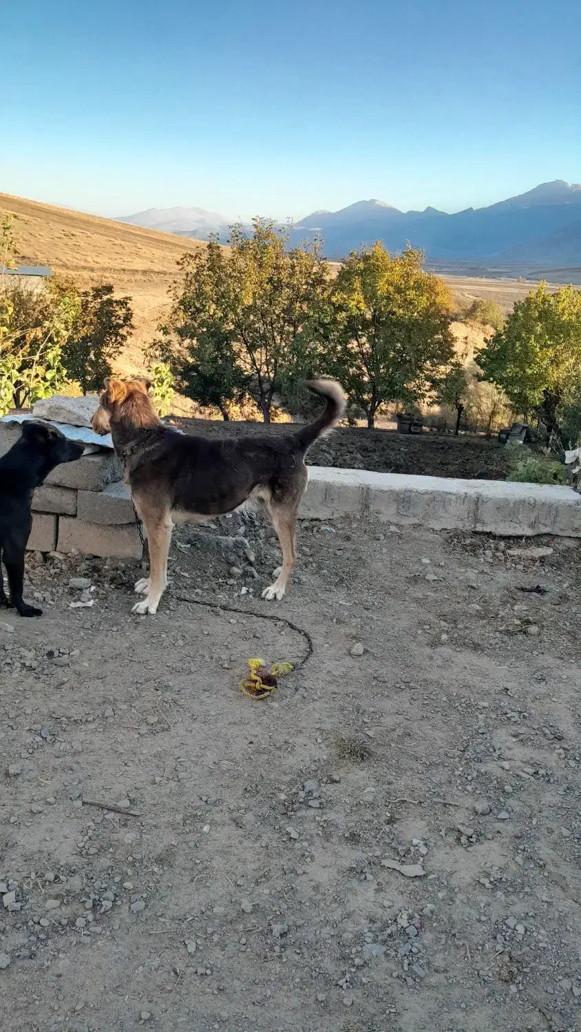 سگ پژدر|سگ|سنندج, |دیوار