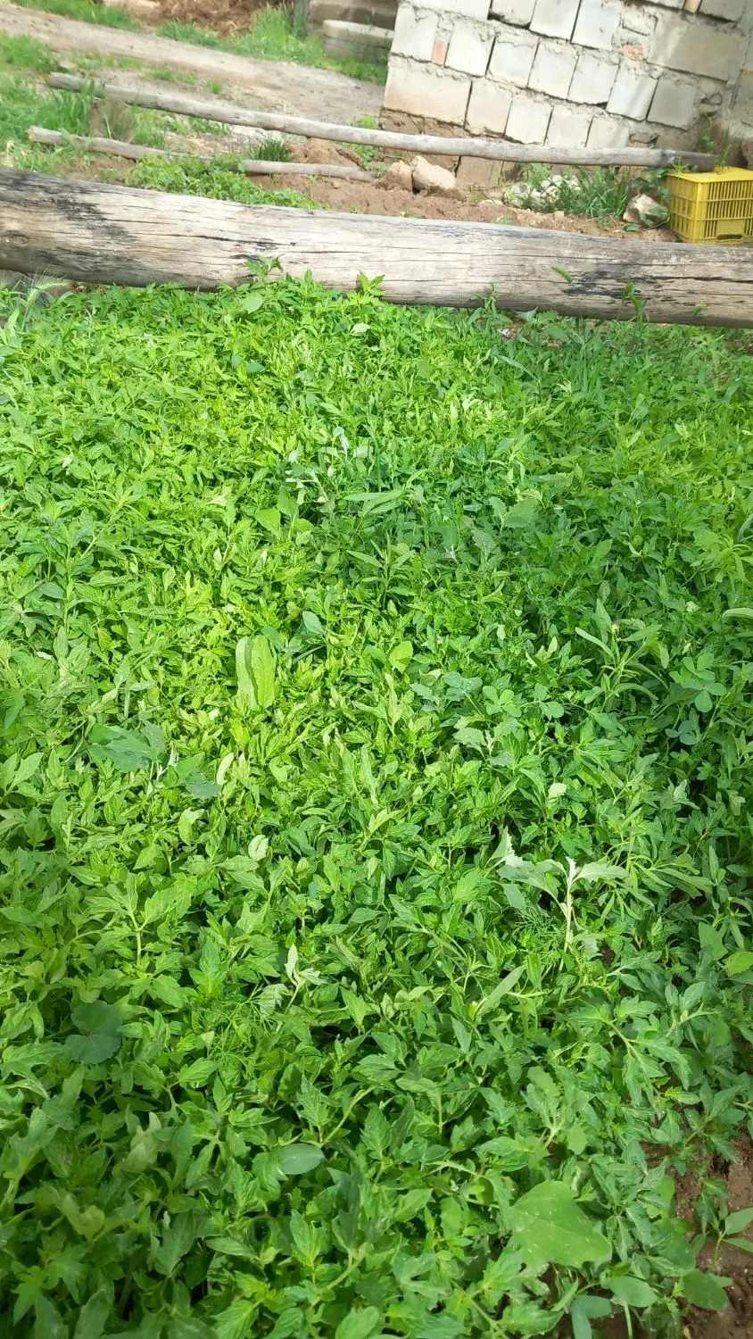 شتل|گل و گیاه طبیعی|میاندوآب, |دیوار