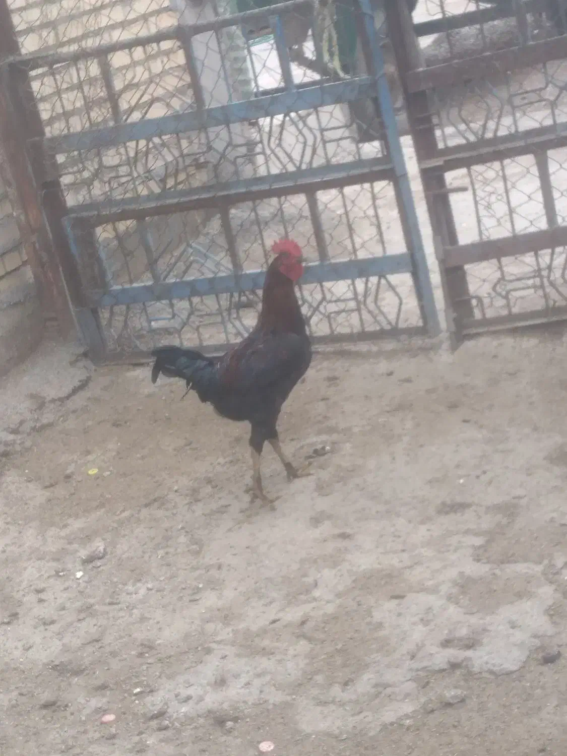 غاز|حیوانات مزرعه|شوشتر, |دیوار