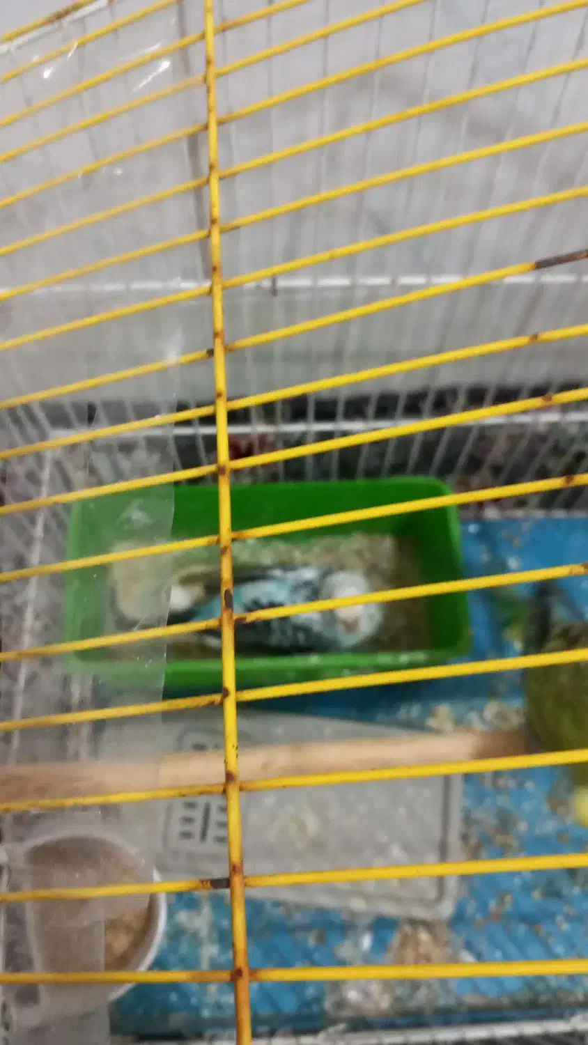 مرغ عشق|پرنده|قم, صفائیه|دیوار