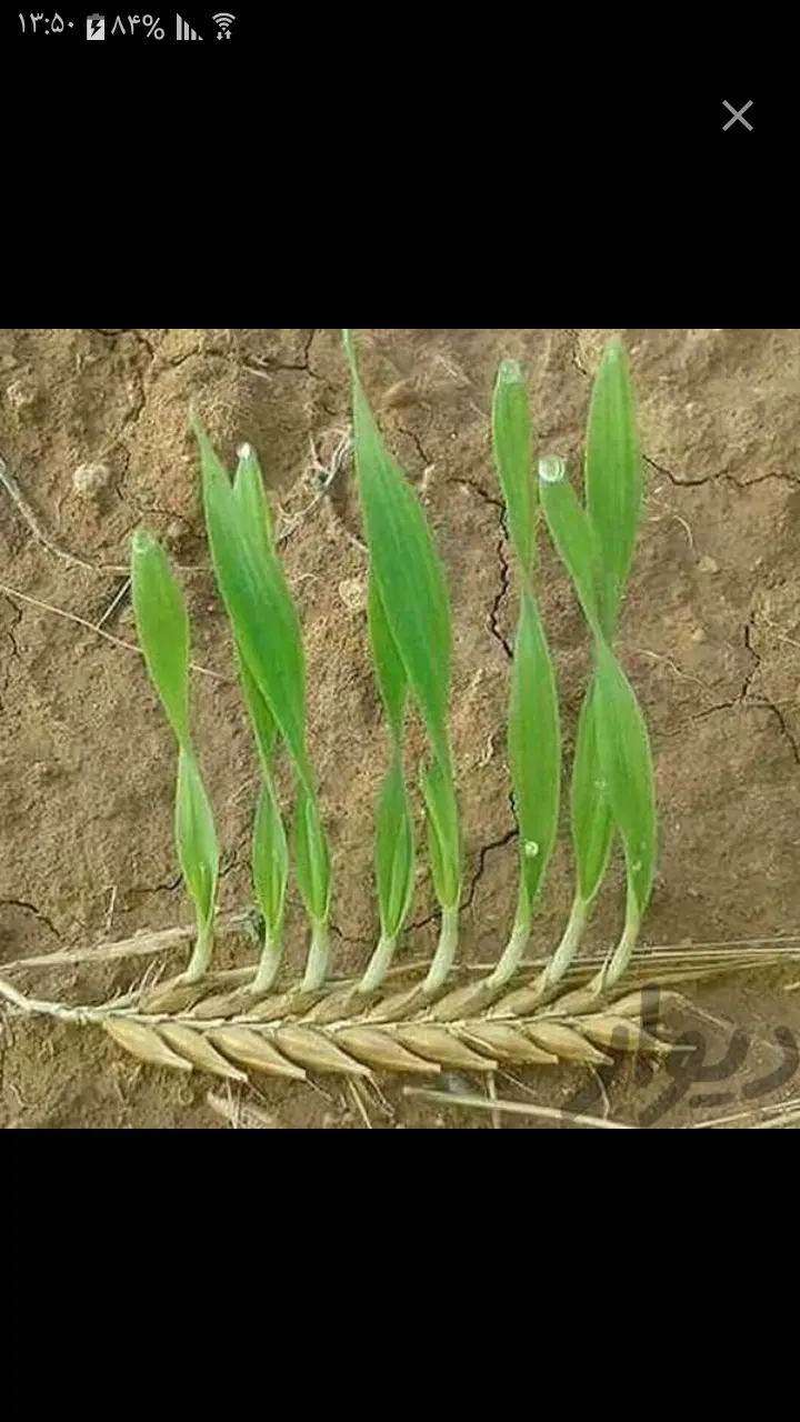 نشا برنج|گل و گیاه طبیعی|چرام, |دیوار