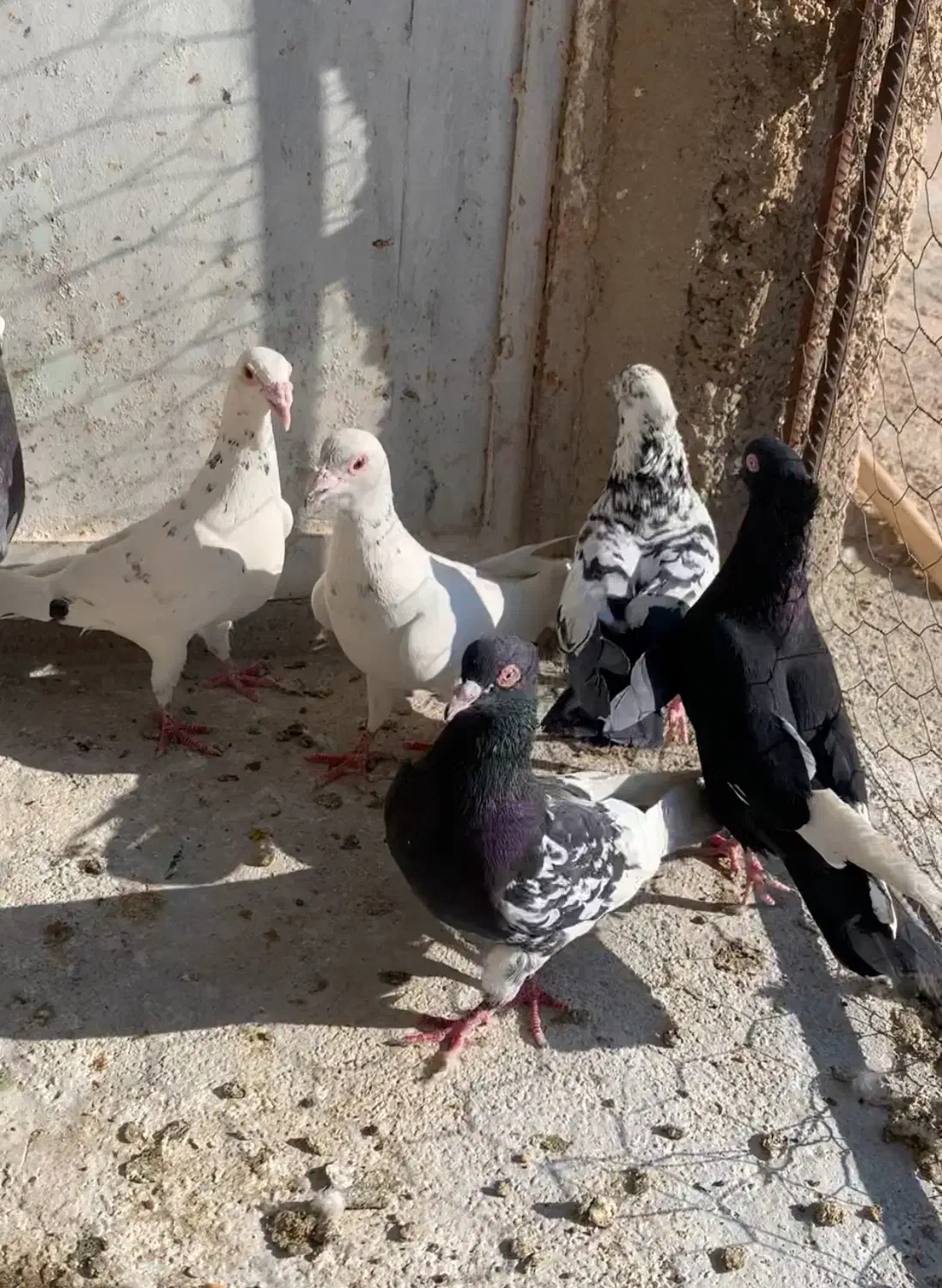 کبوتر|پرنده|شیراز, جوادیه|دیوار