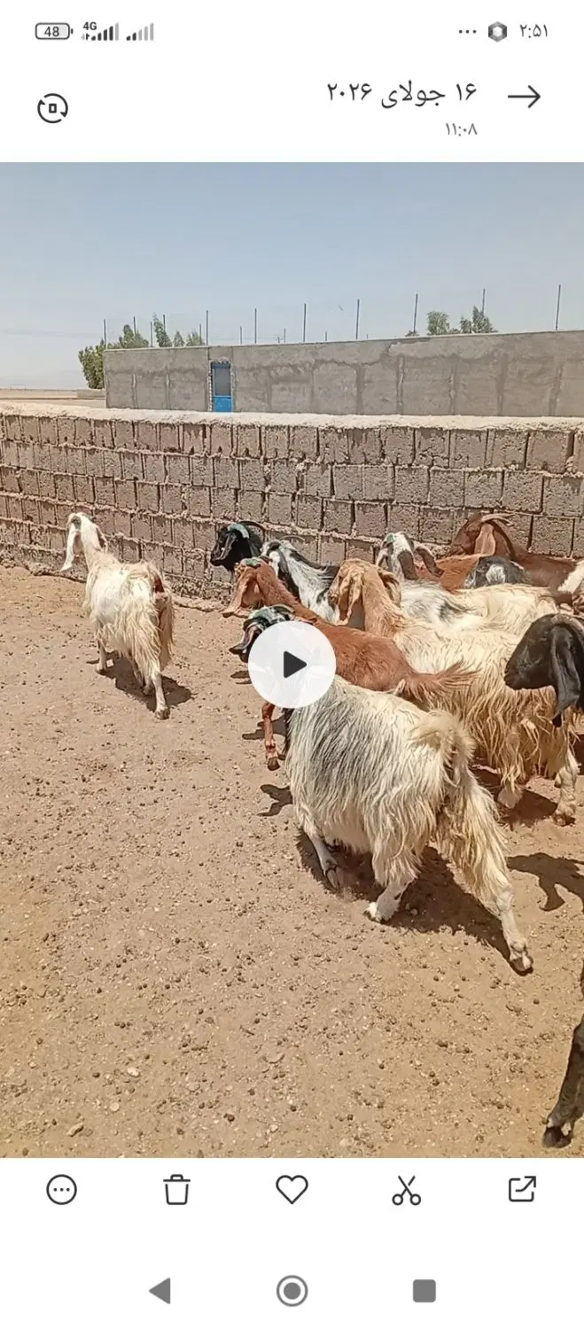 میش بز|حیوانات مزرعه|سنگان, |دیوار