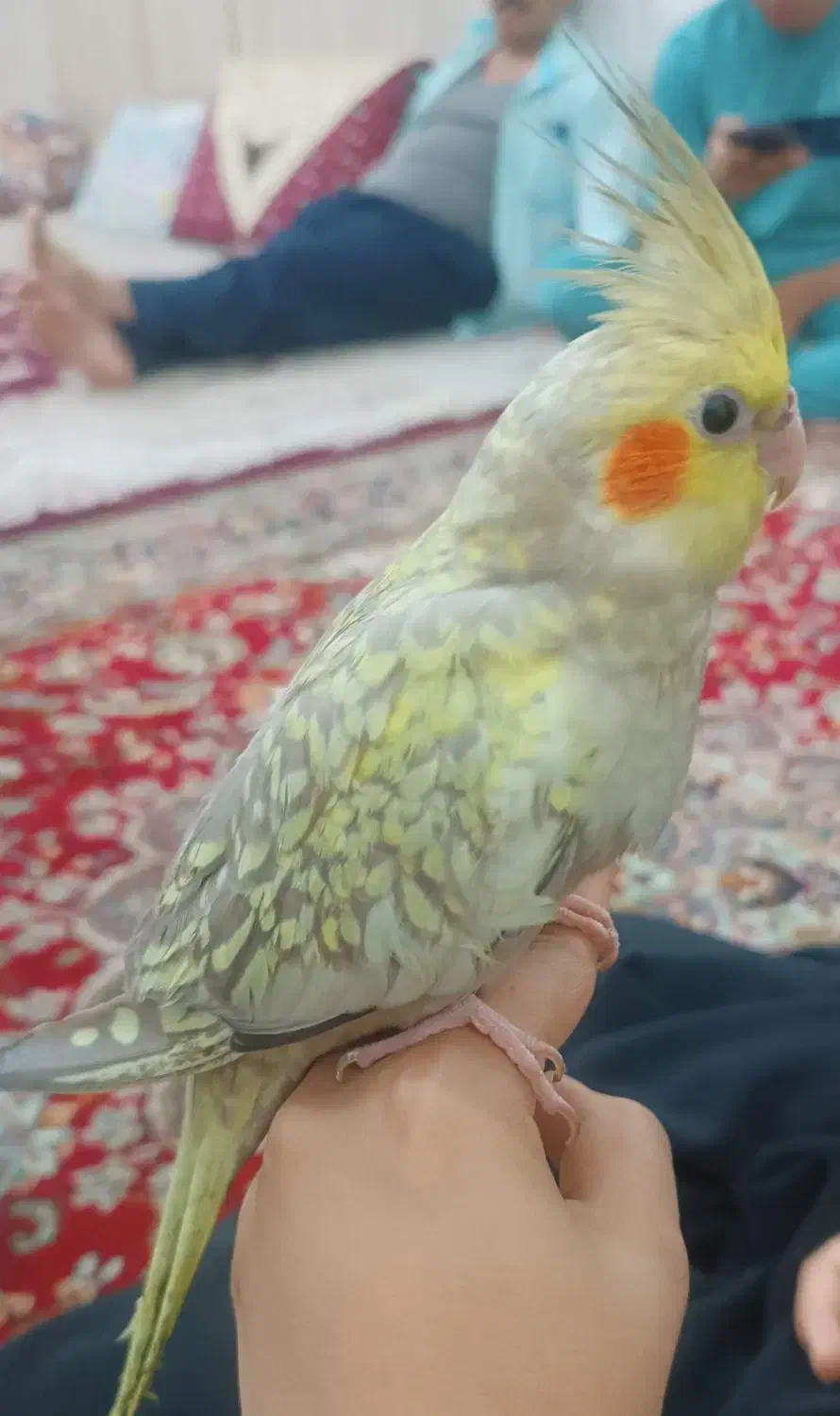 عروس|پرنده|قم, شاه سید علی|دیوار