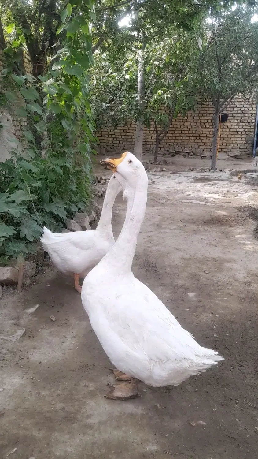 غوغاز|حیوانات مزرعه|کبودرآهنگ, |دیوار