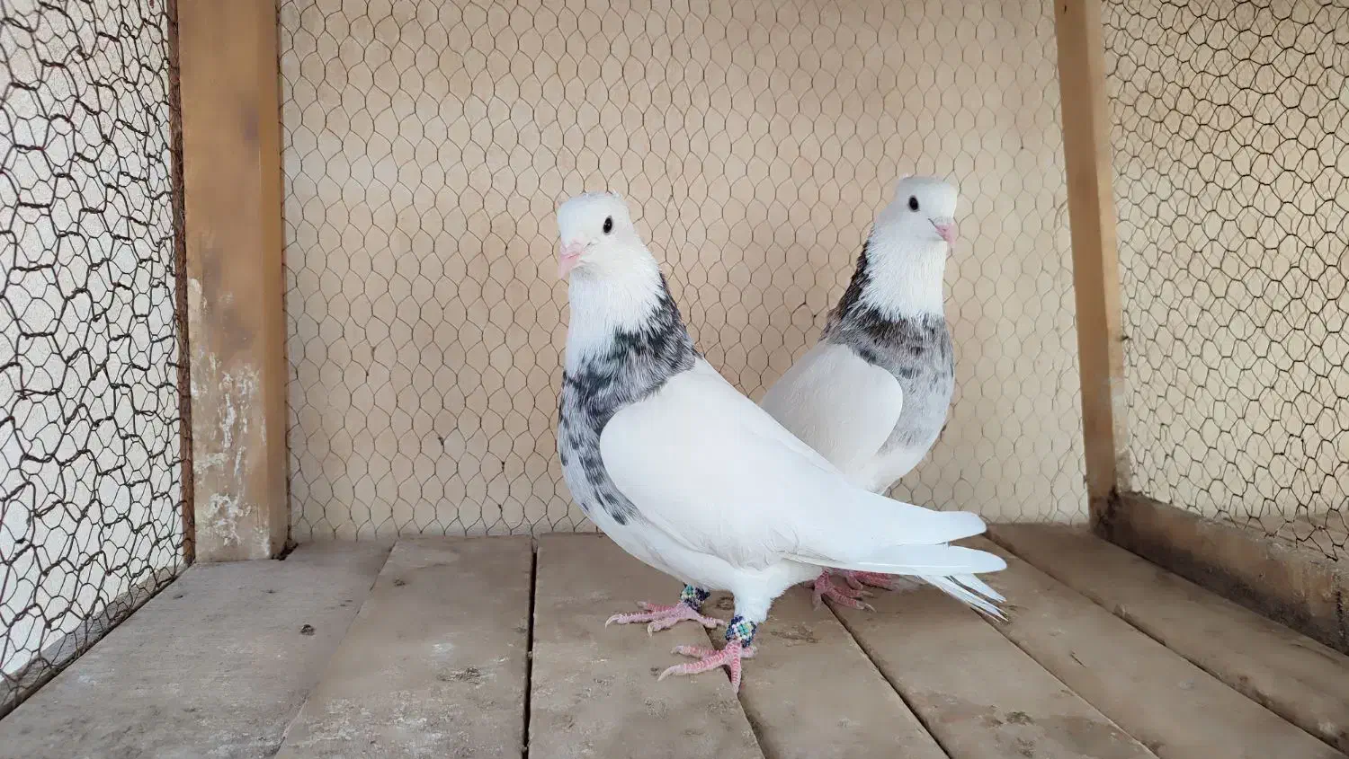 طوقی|پرنده|آران و بیدگل, |دیوار