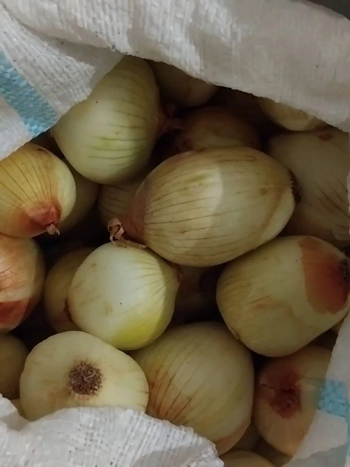 پیاز|خوردنی و آشامیدنی|دزفول, |دیوار