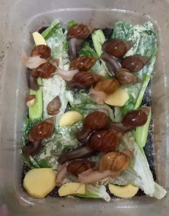 ۱۷عدد حلزون مولد|خزنده|شهر ری, شهادت|دیوار