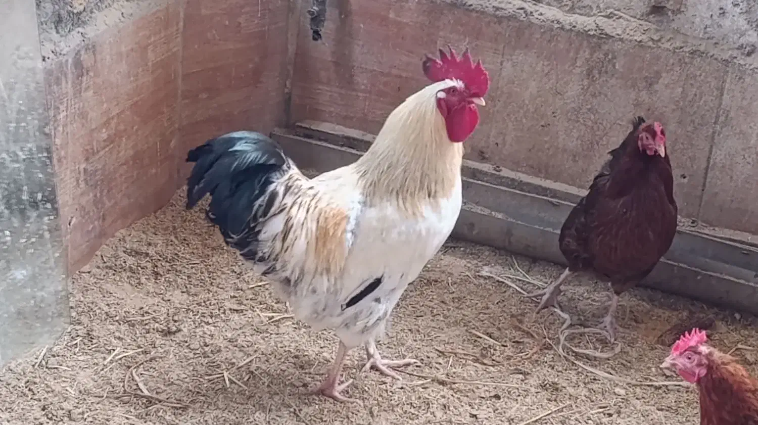 خروس محلی سرحال و تخم مرغ محلی موجوده|حیوانات مزرعه|محمودآباد, |دیوار