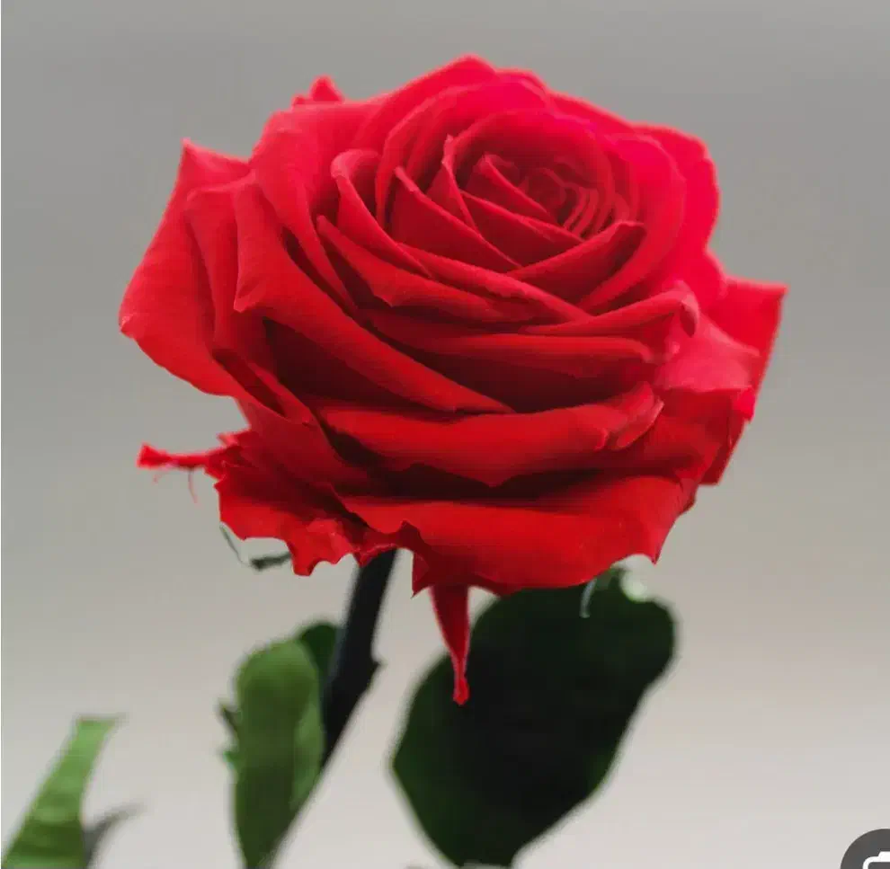 کریر|کالسکه و لوازم جانبی|مشهد, نوید|دیوار