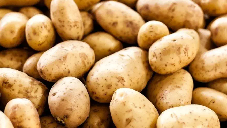 سیب زمینی آگریا|عمده‌فروشی|اردبیل, |دیوار