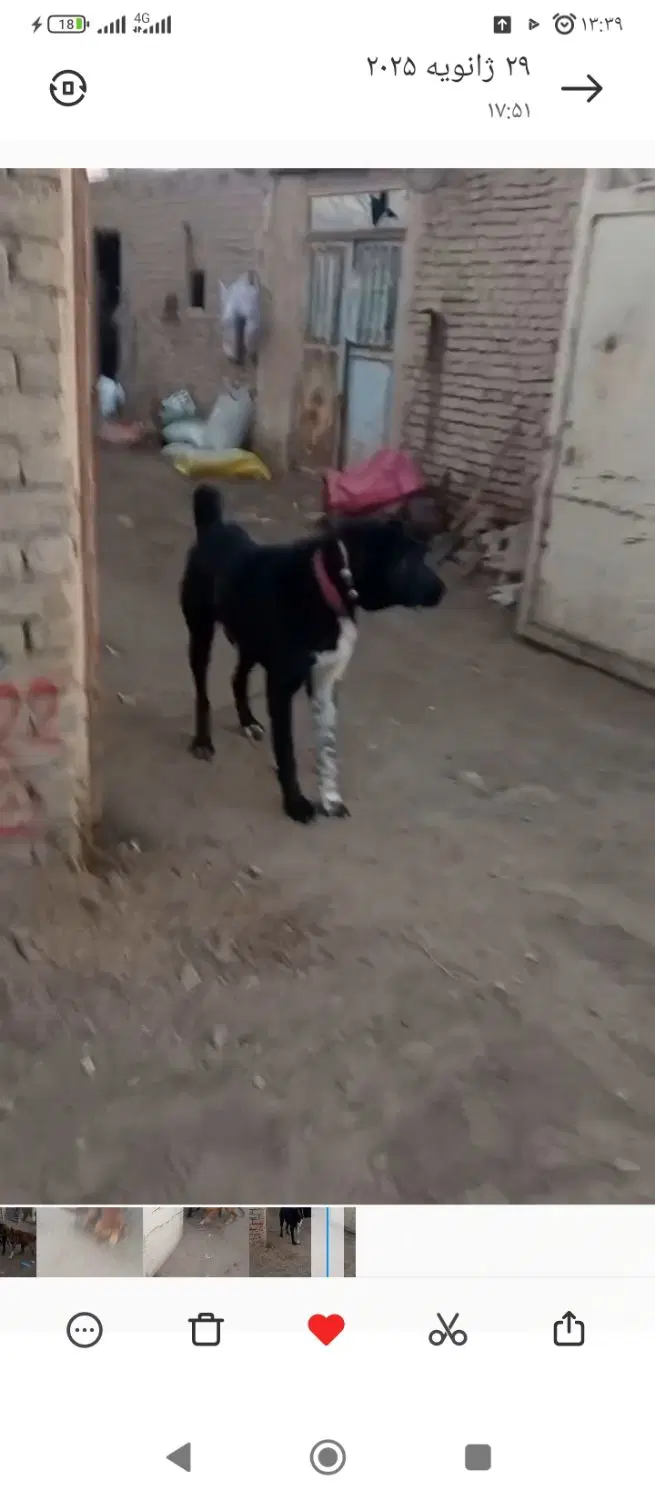 سگ‌.|سگ|نیشابور, فضل|دیوار