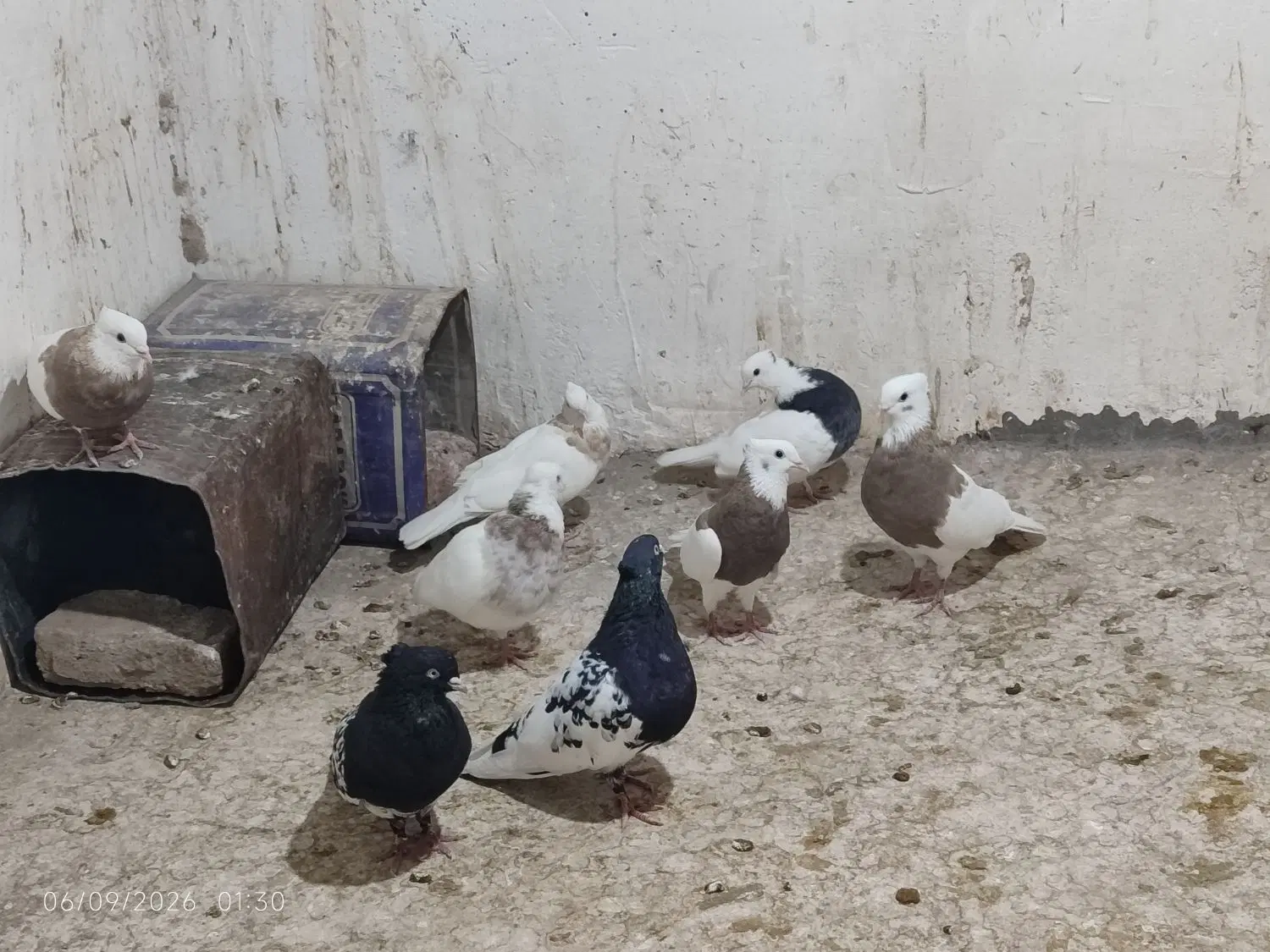 طوقی|پرنده|کشکوئیه, |دیوار