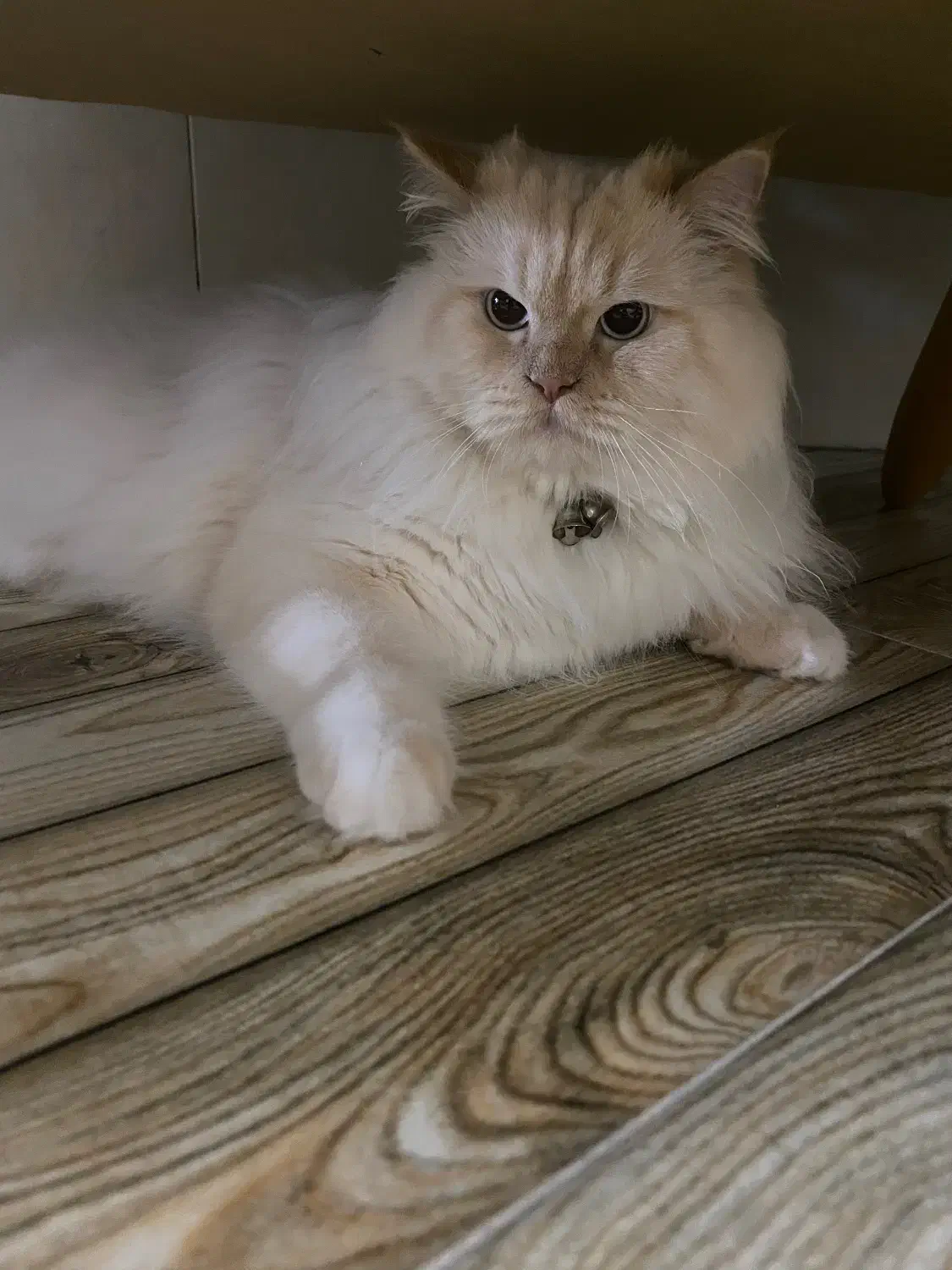 گربه پرشین|گربه|اسفراین, |دیوار