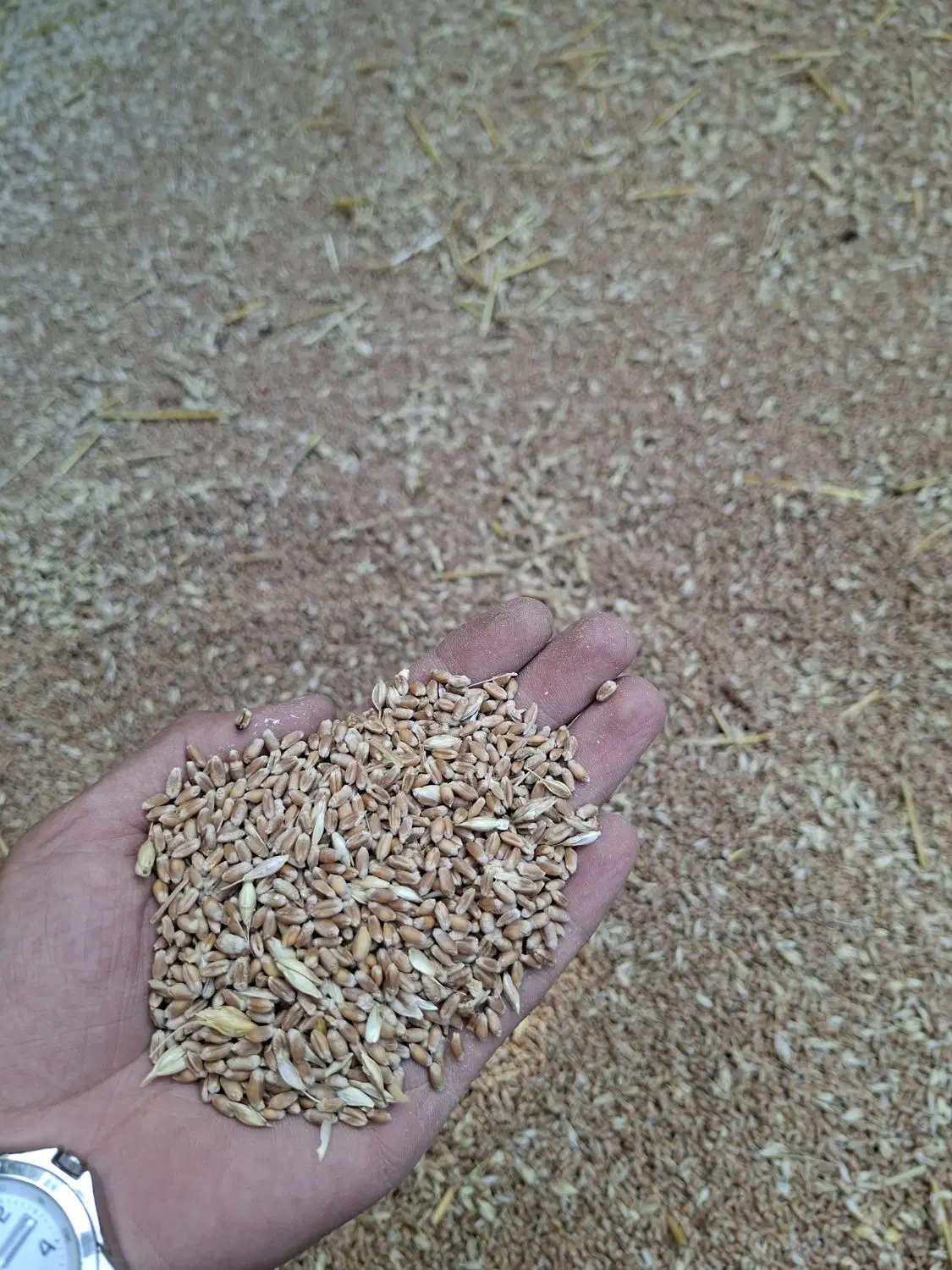 گندم|خدمات باغبانی و درختکاری|علی‌آباد کتول, |دیوار