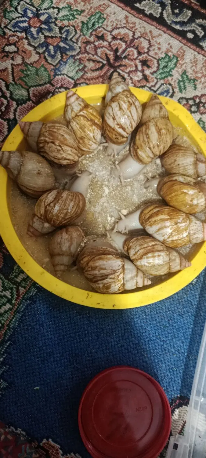 حلزون|خزنده|آبادان, |دیوار