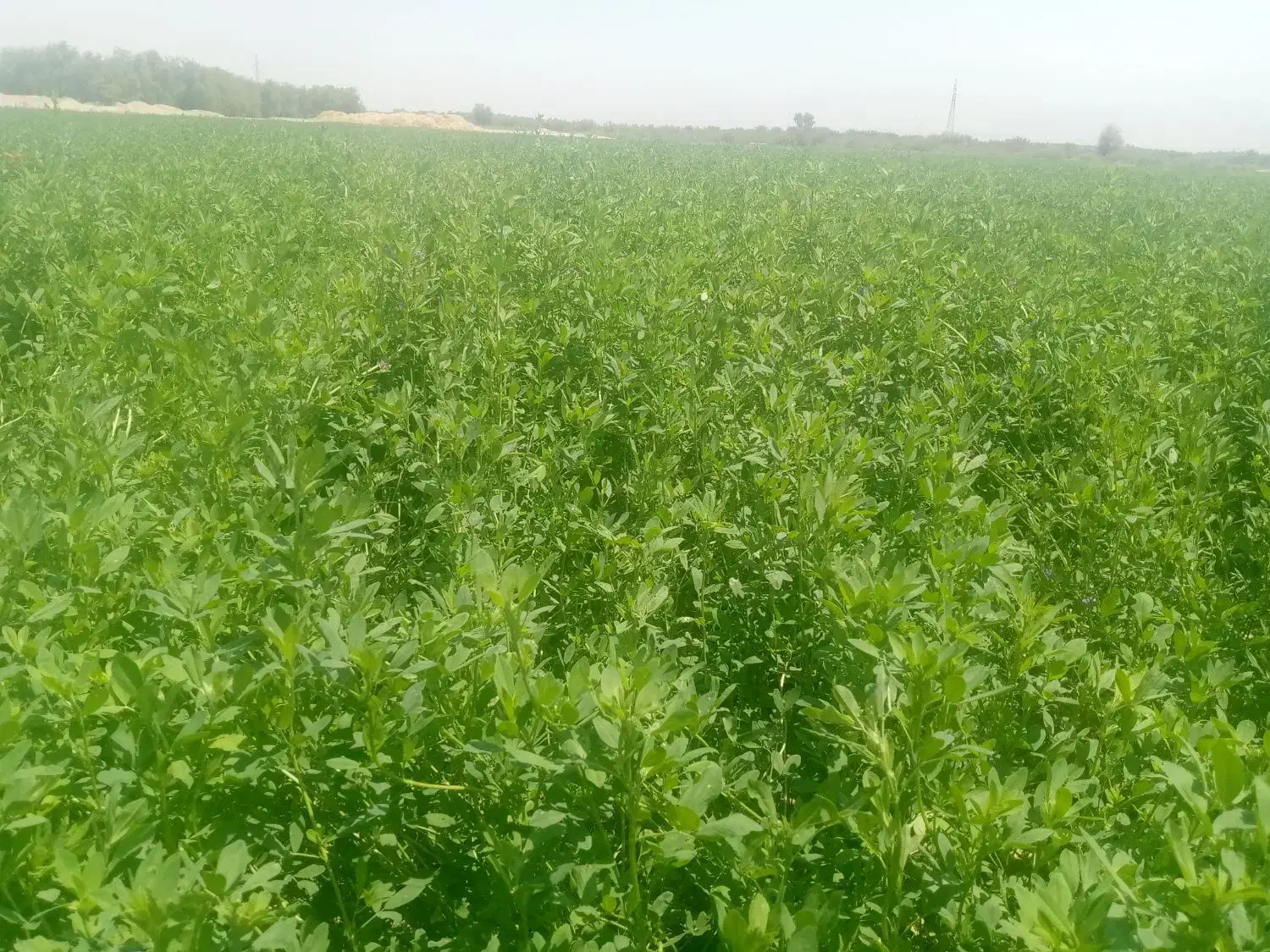 یونجه|خدمات باغبانی و درختکاری|جیرفت, |دیوار