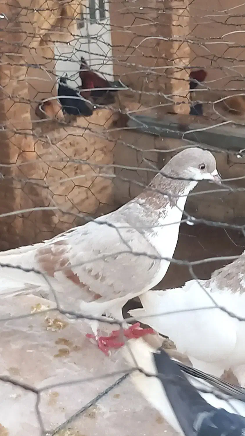 پرنده|پرنده|اسفراین, |دیوار