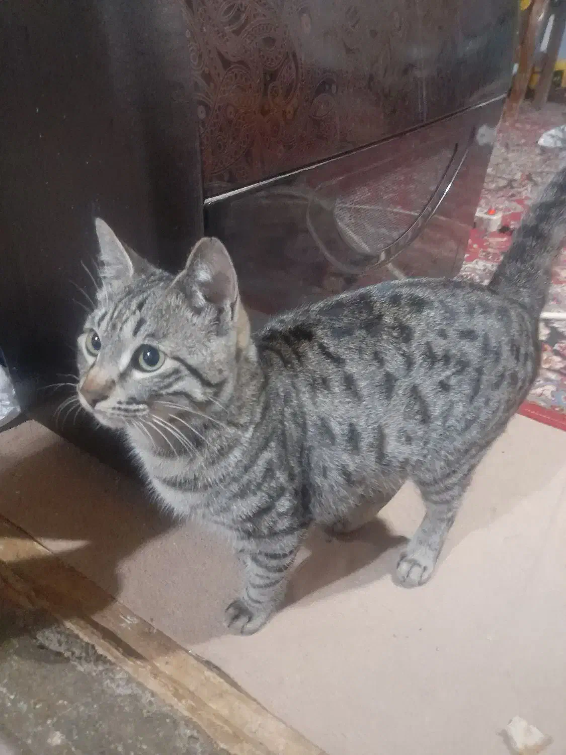 گربه خانگی|گربه|اسفراین, |دیوار