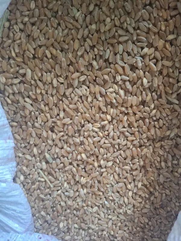 گندم|خوردنی و آشامیدنی|جوزار, |دیوار