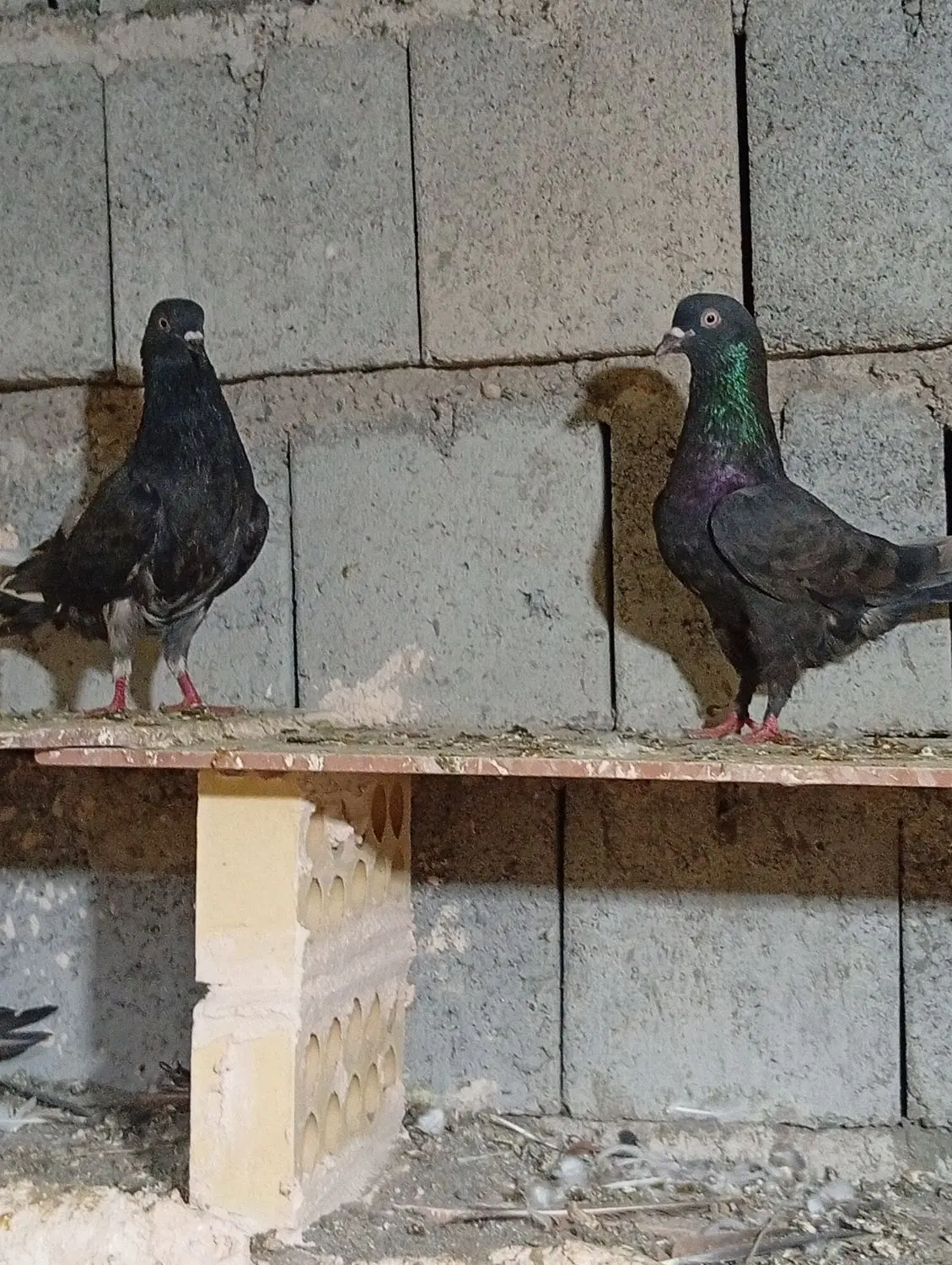 کفتر گره|پرنده|میناب, |دیوار