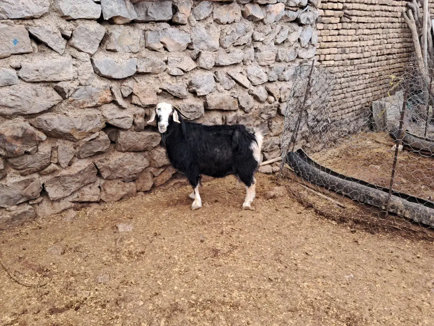 بز‌چاق|حیوانات مزرعه|نورآباد, |دیوار