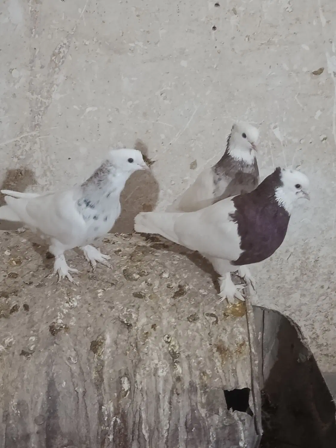 طوقی|پرنده|نگار, |دیوار