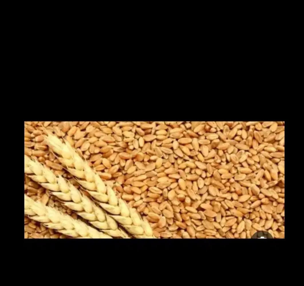 فروش|خوردنی و آشامیدنی|ایوان, |دیوار