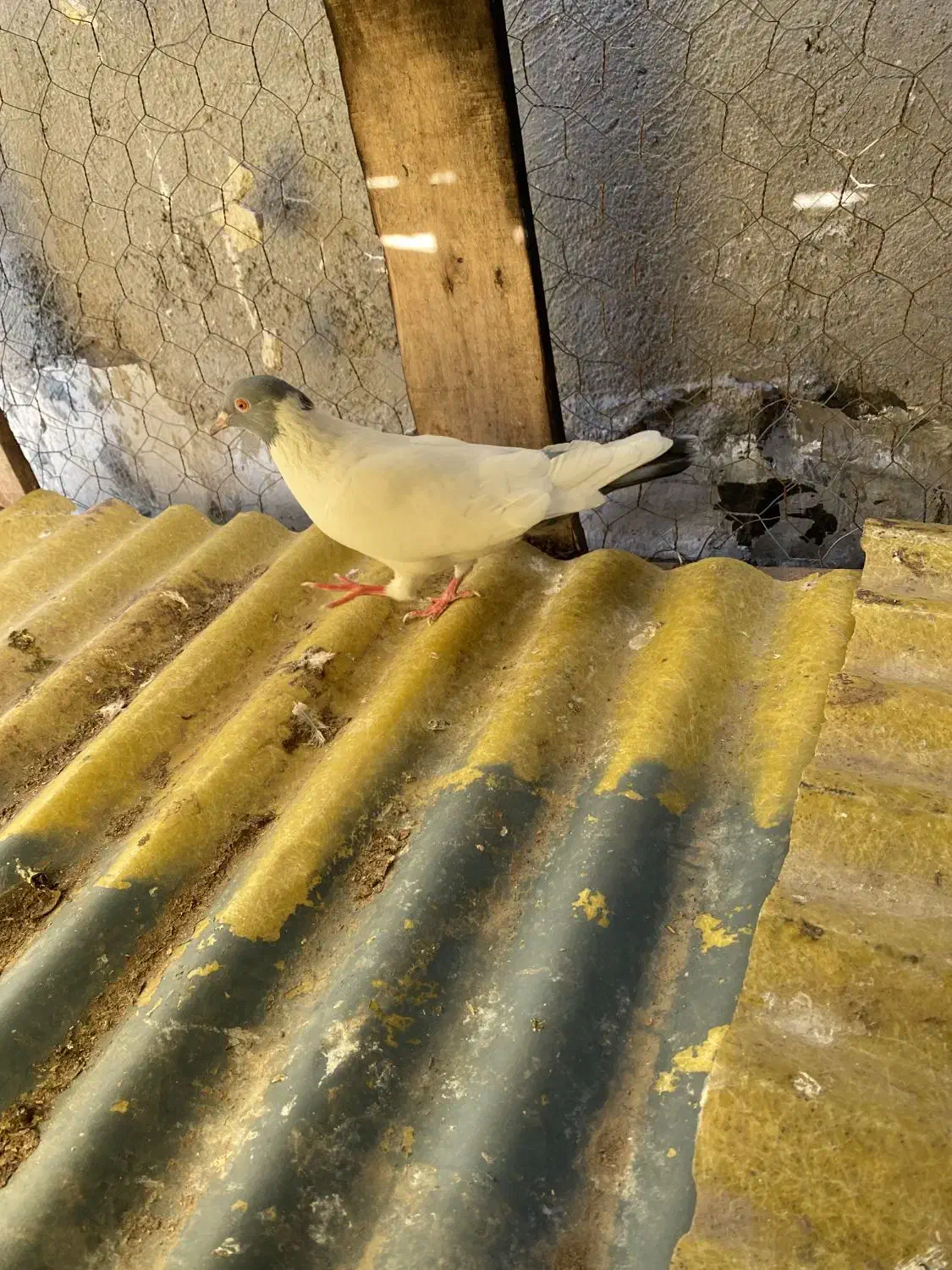 گوباش|پرنده|اردبیل, |دیوار