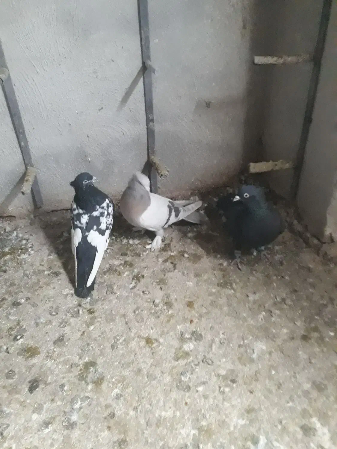 کفتر|پرنده|شیراز, آزادگان|دیوار