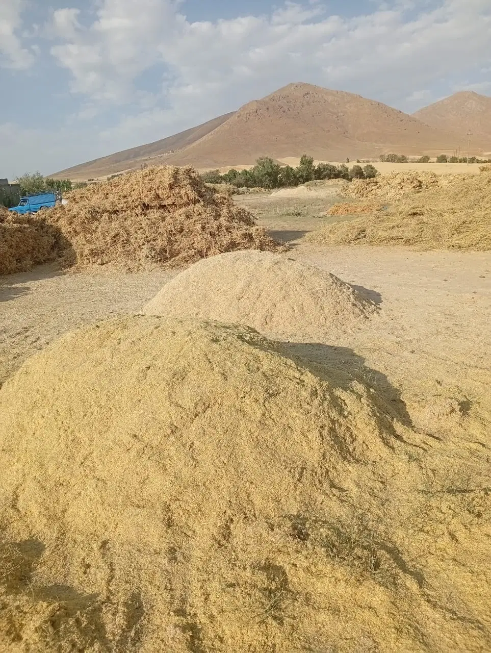 کاه|لوازم جانبی حیوانات|الیگودرز, |دیوار