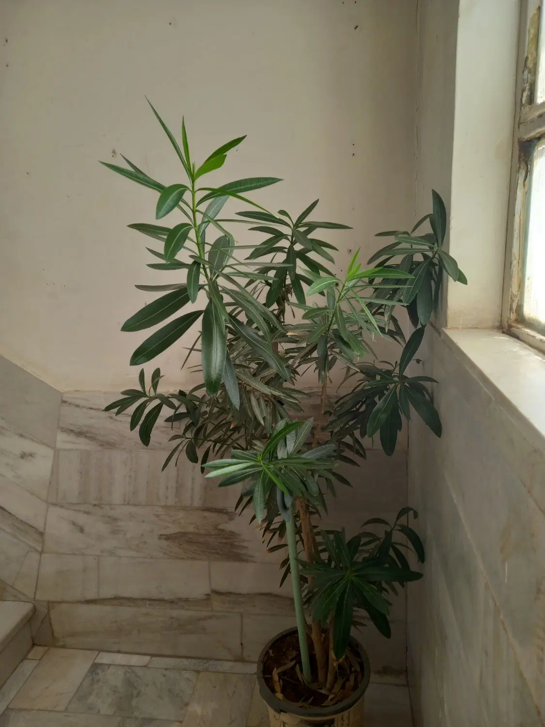 گل ژاله|گل و گیاه طبیعی|سنندج, |دیوار