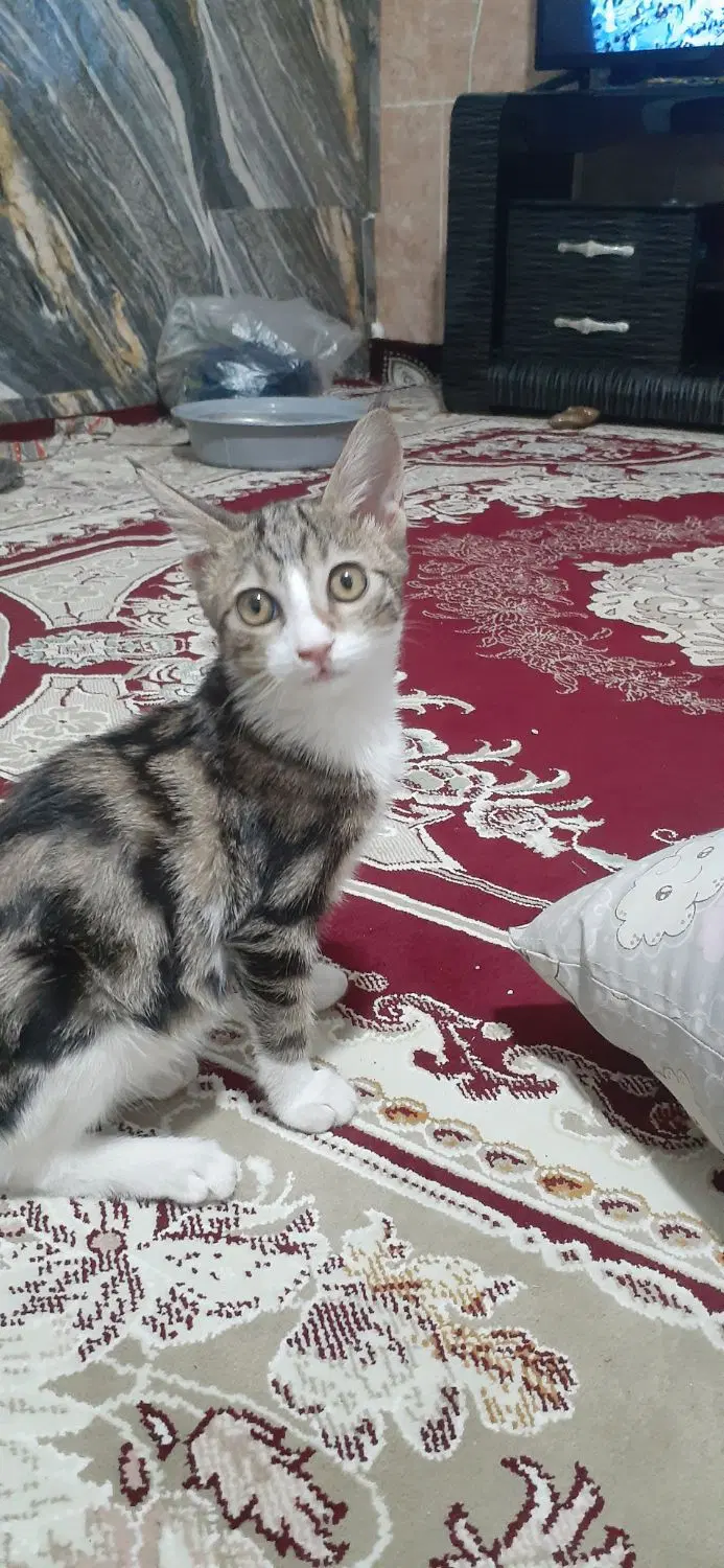 گربه|گربه|چناران, |دیوار