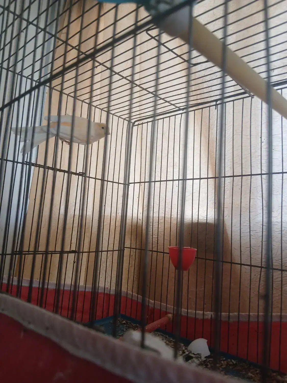 پرنده|پرنده|آباده, |دیوار