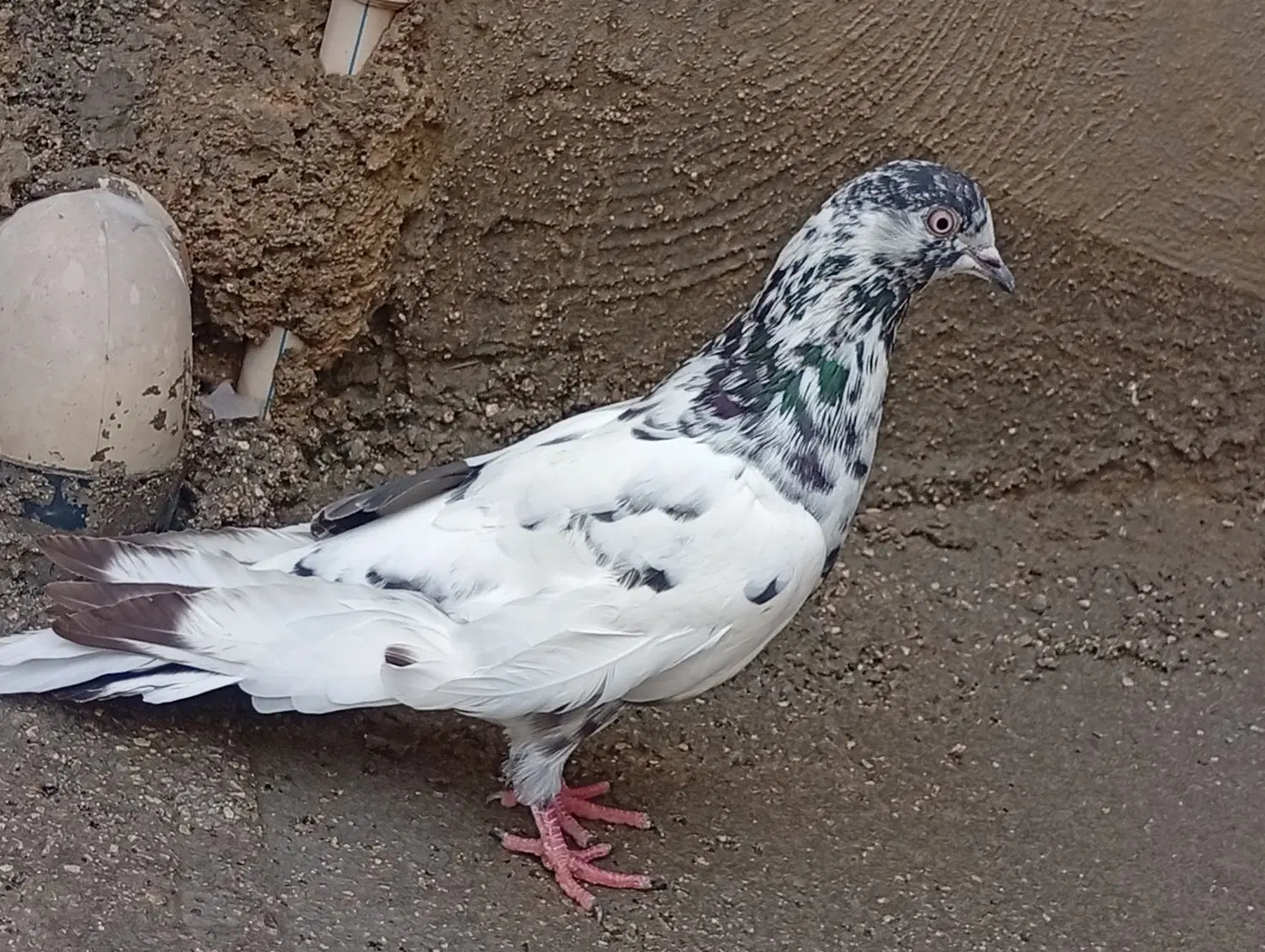 کبوترس|پرنده|خورموج, |دیوار