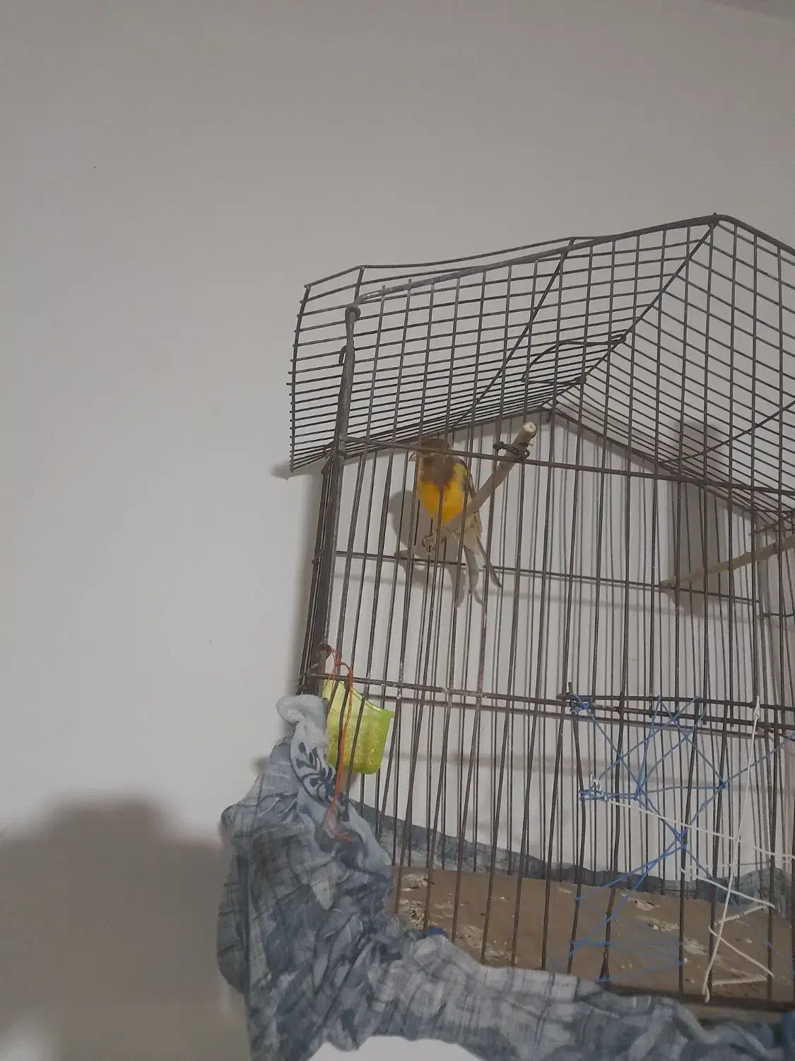 قناری|پرنده|قوچان, |دیوار