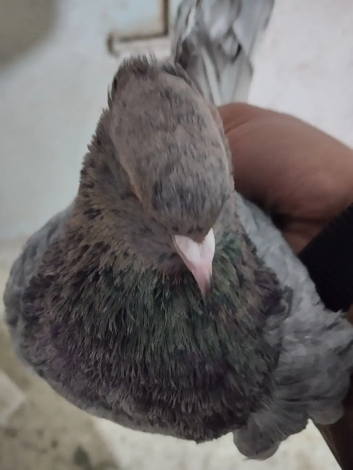 سرور|پرنده|زنجان, |دیوار