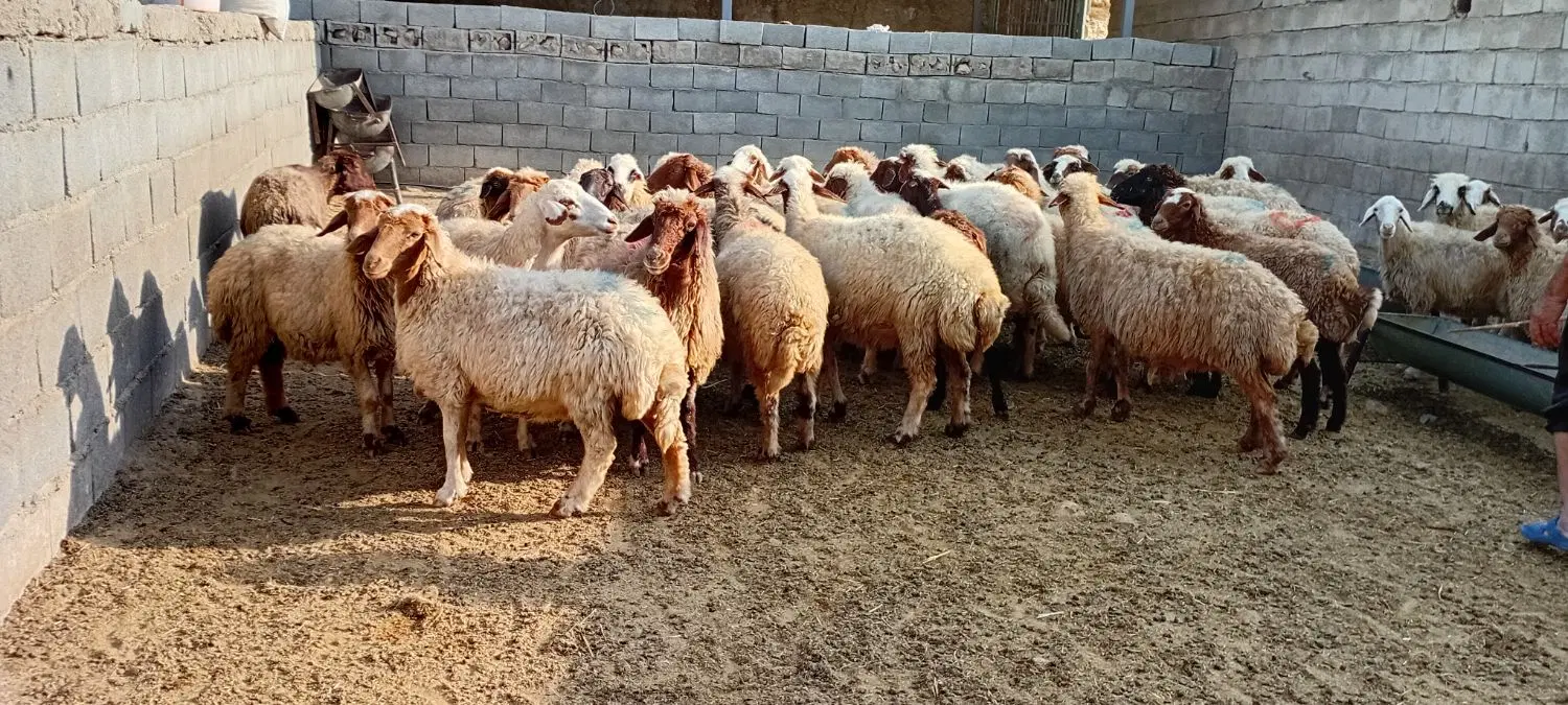 میش|حیوانات مزرعه|پلدختر, |دیوار