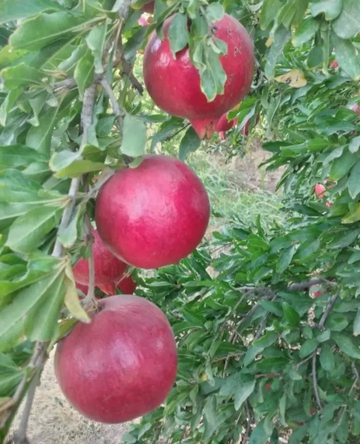 باغ و زمین ساوه|فروش دفتر صنعتی، کشاورزی، تجاری|قم, ارم|دیوار