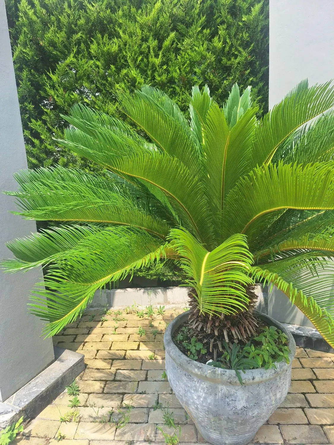سیکاس|گل و گیاه طبیعی|نوشهر, |دیوار