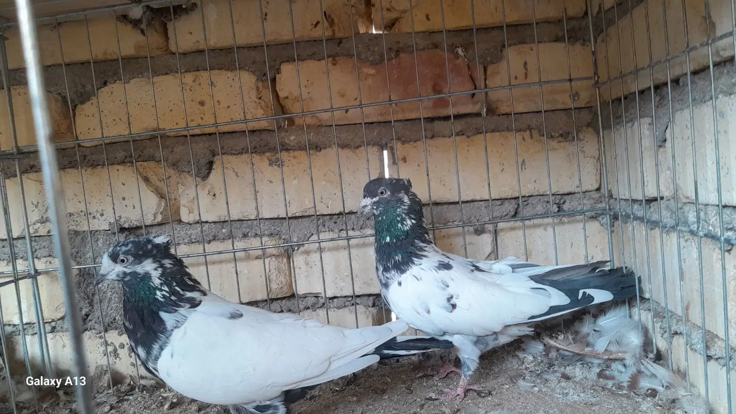 کفتر|پرنده|آران و بیدگل, |دیوار