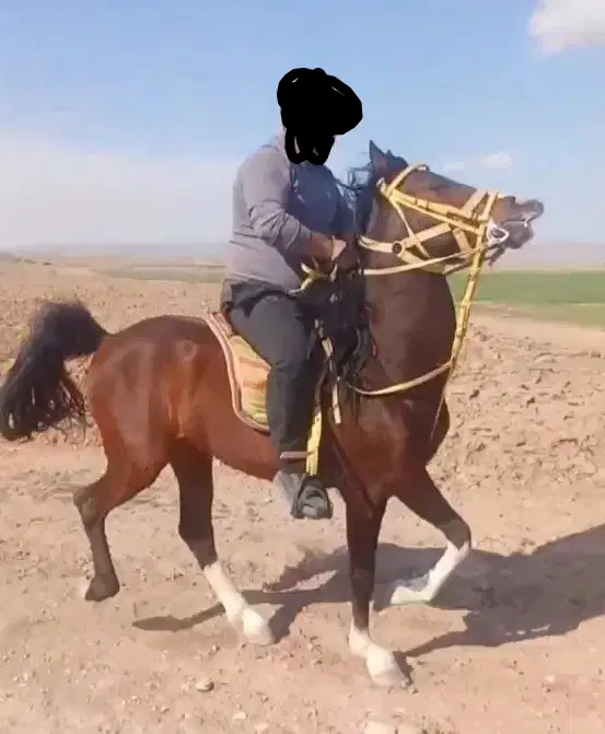 اسب کرد|اسب و تجهیزات اسبسواری|اردبیل, |دیوار