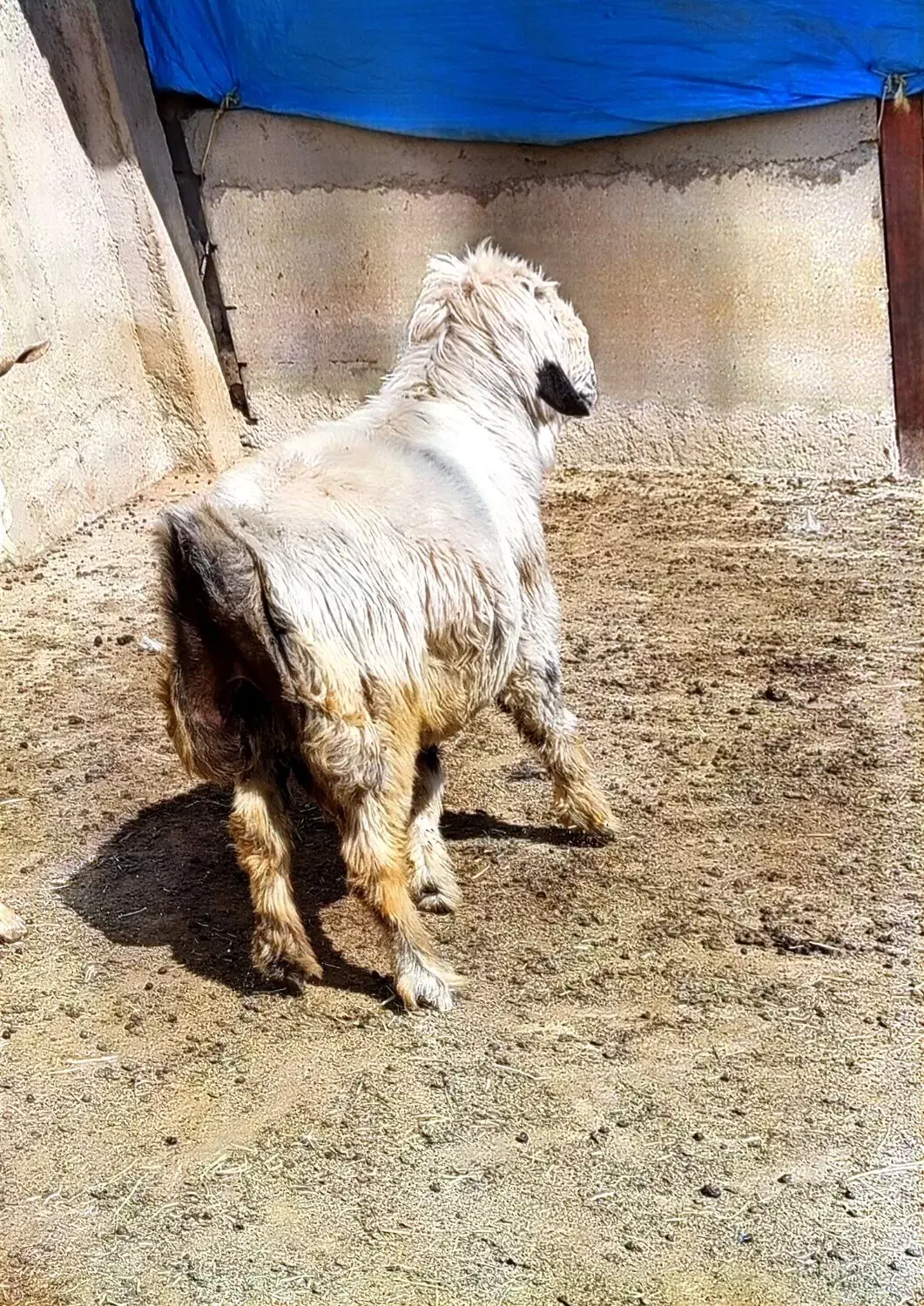 قوچ ترکی|حیوانات مزرعه|شیراز, کوشک بیدک|دیوار