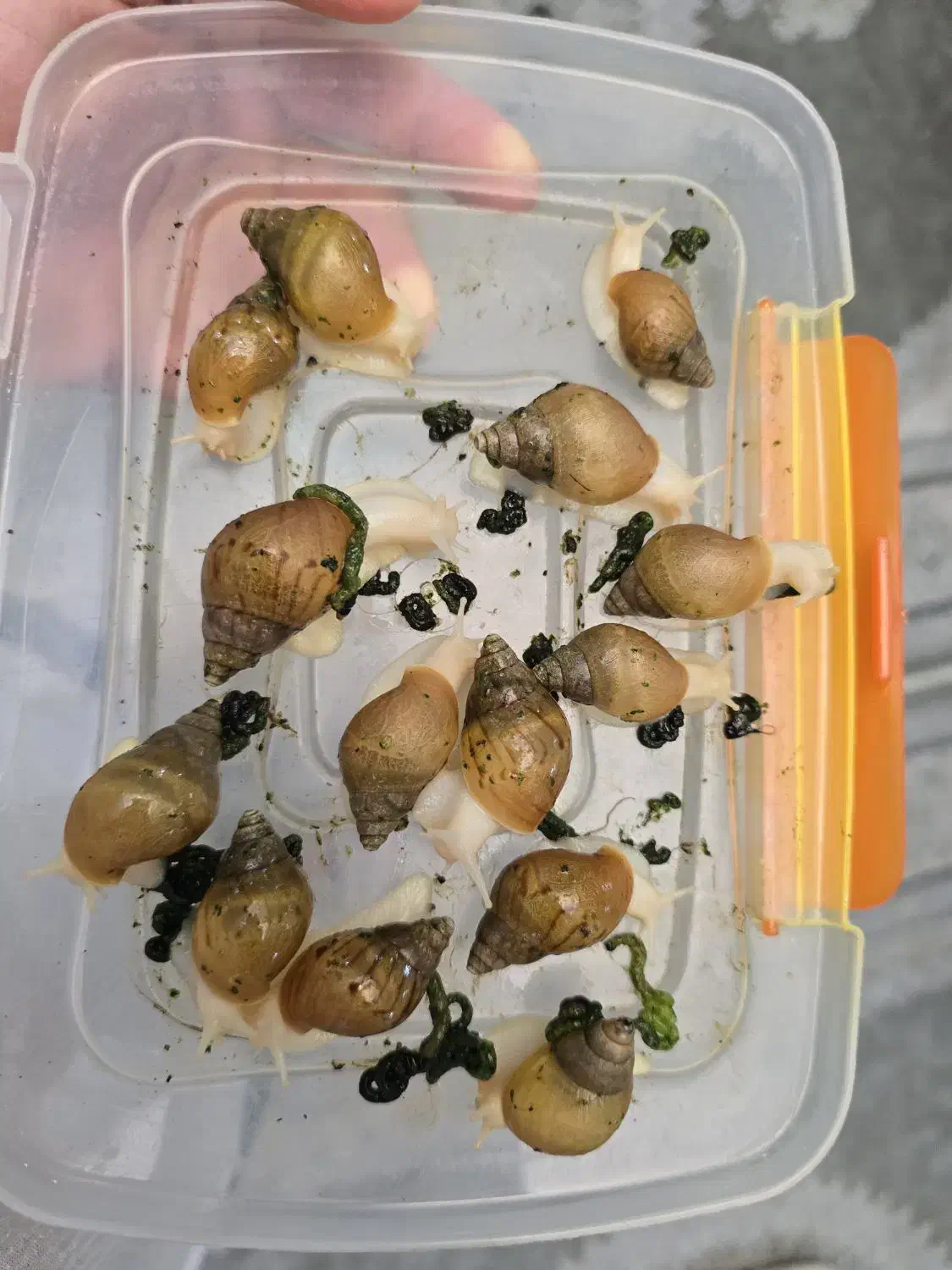 حلزون|خزنده|کوهسار (البرز), |دیوار