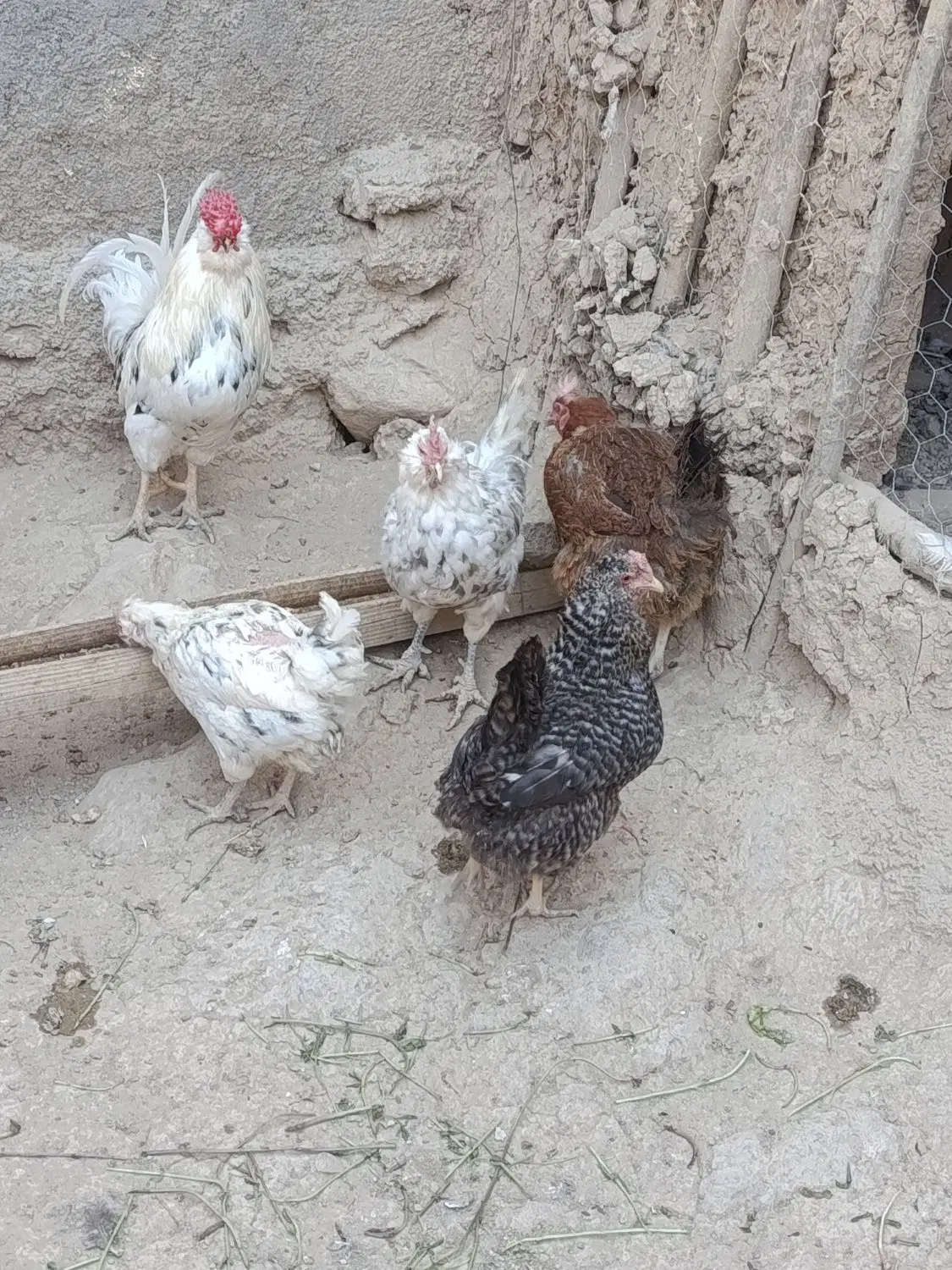 مرغ|حیوانات مزرعه|فارسان, |دیوار