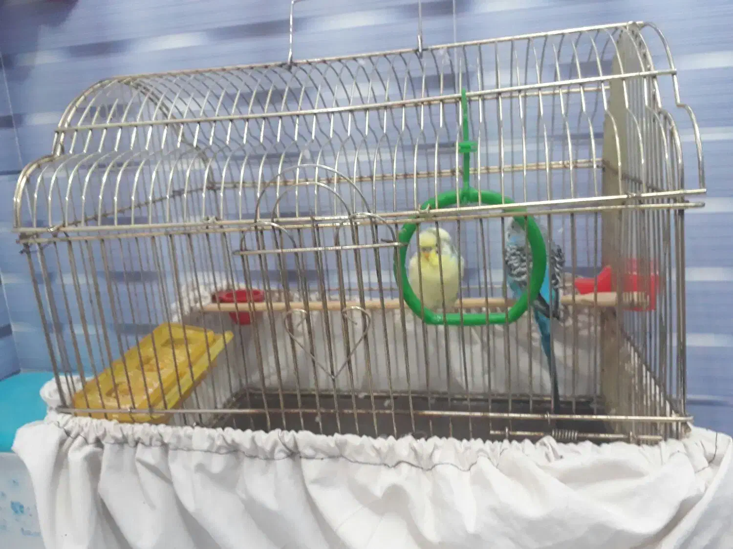 مرغ عشق|پرنده|بیجار, |دیوار