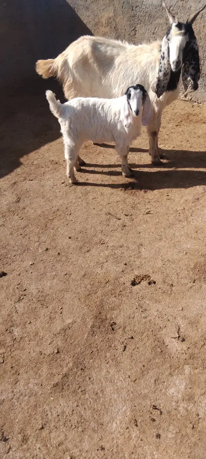 بز زاییده|حیوانات مزرعه|تربت جام, شهید مدرس|دیوار