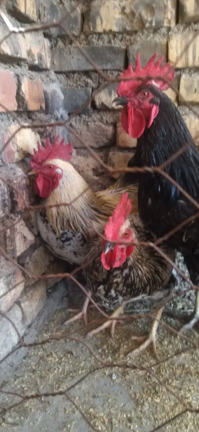 3عدد خروس|حیوانات مزرعه|اسفراین, |دیوار