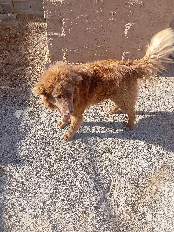 سگ سرخ|سگ|مبارکه, |دیوار